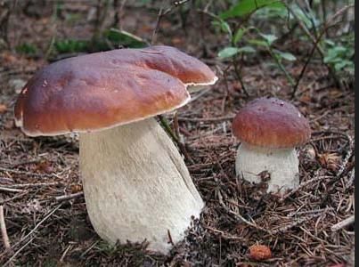 扎兰屯市 大兴安岭野生牛肝菌干片，地道农家味。