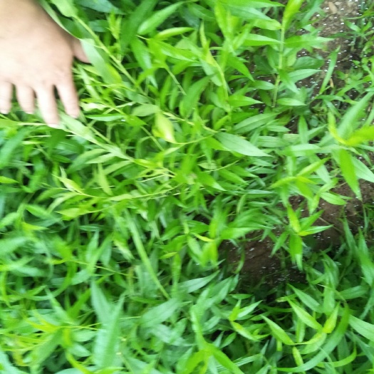 遵义 毛桃树苗
