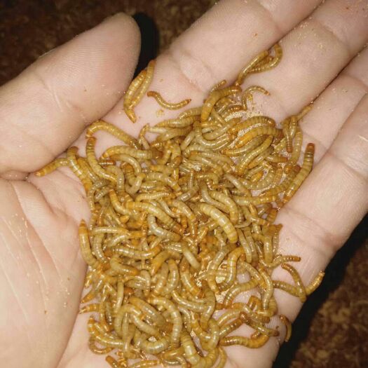 洛阳黄粉虫 