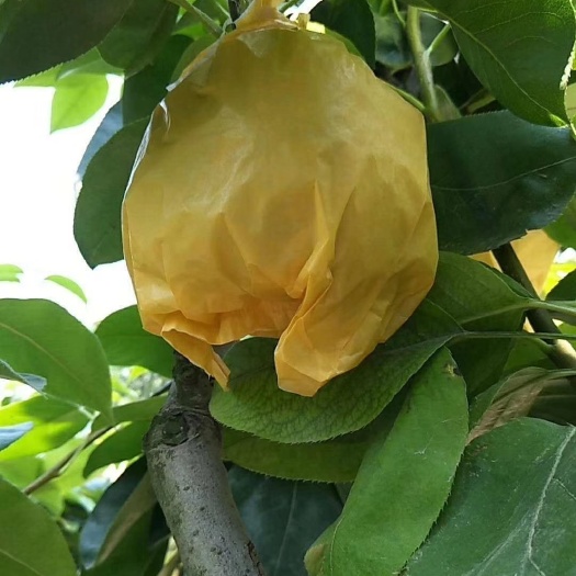 砀山县 现摘砀山梨青皮梨翠冠梨子 新鲜水果直批