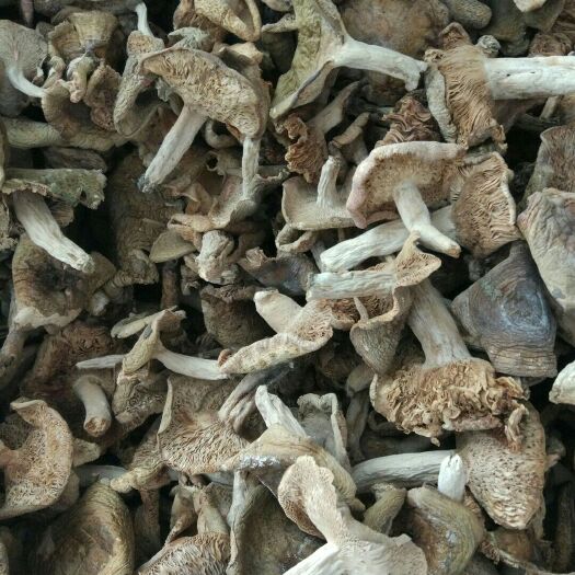 安康清头菌 干牛肝菌 野生牛肝菌