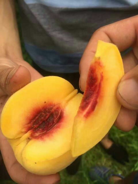 炎陵县 “炎陵黄桃”是湖南的特色水果 ，欢迎各位老板前来采购