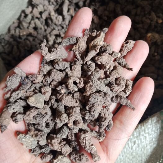 安国市天葵子冷背天葵子批发零售各种规格中药材新货中药材