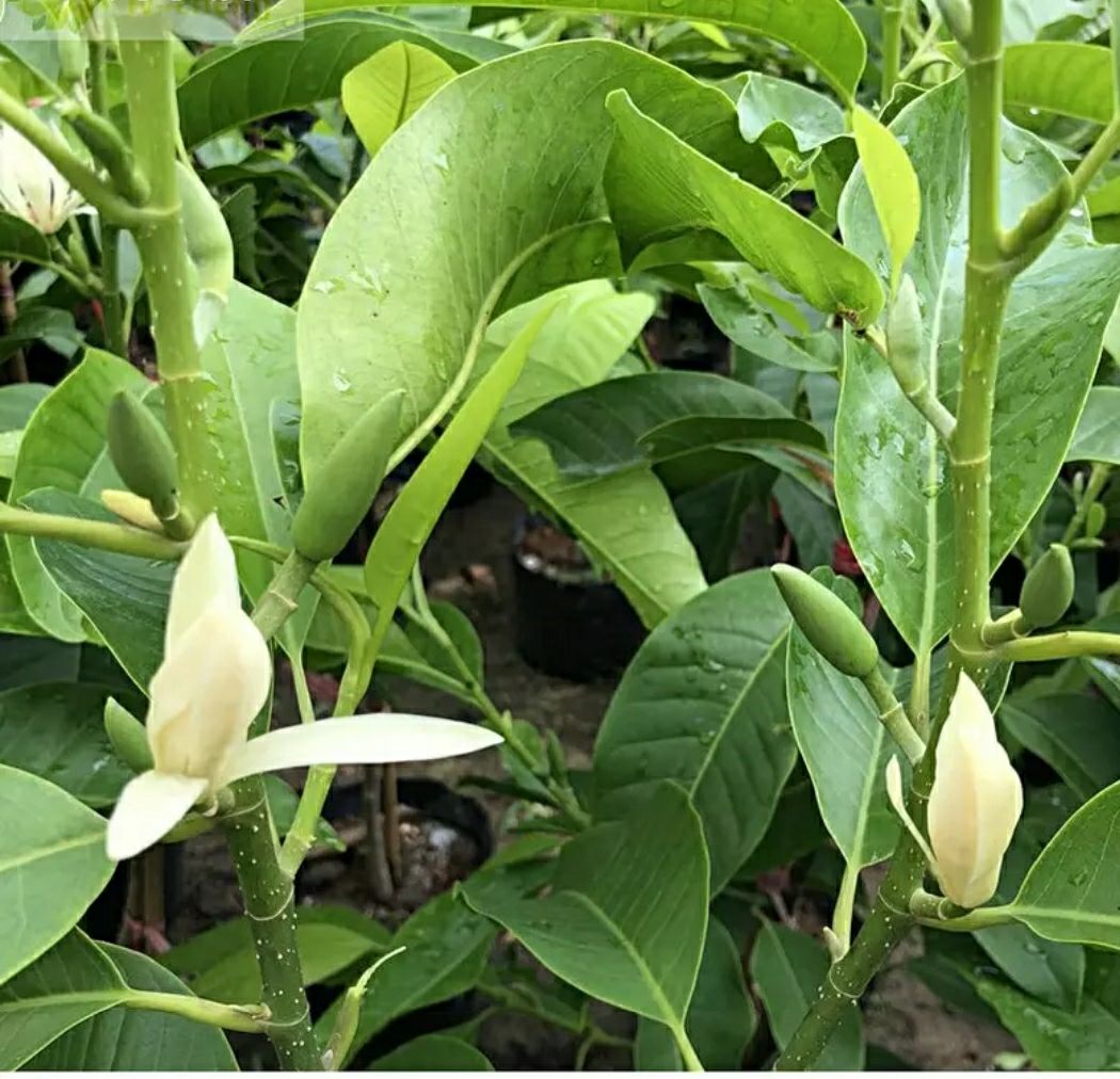 白玉兰苗嫁接苗四季开花
浓香耐寒纯洁的爱真挚