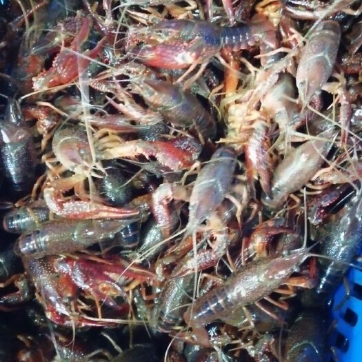潜江市潜江小龙虾 精品炮青