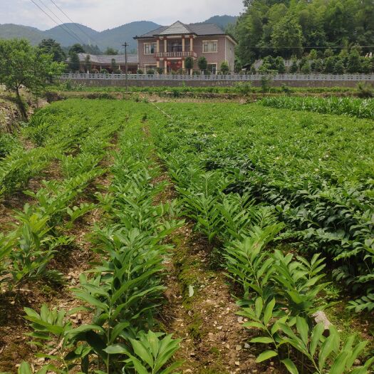 慈利县新鲜玉竹，湘玉竹，三到四年，鲜统