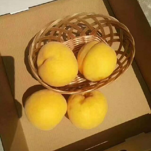蒙阴县黄桃1号 自家种的果园，现摘现发，品质保证，良心发货，果甜香甜，