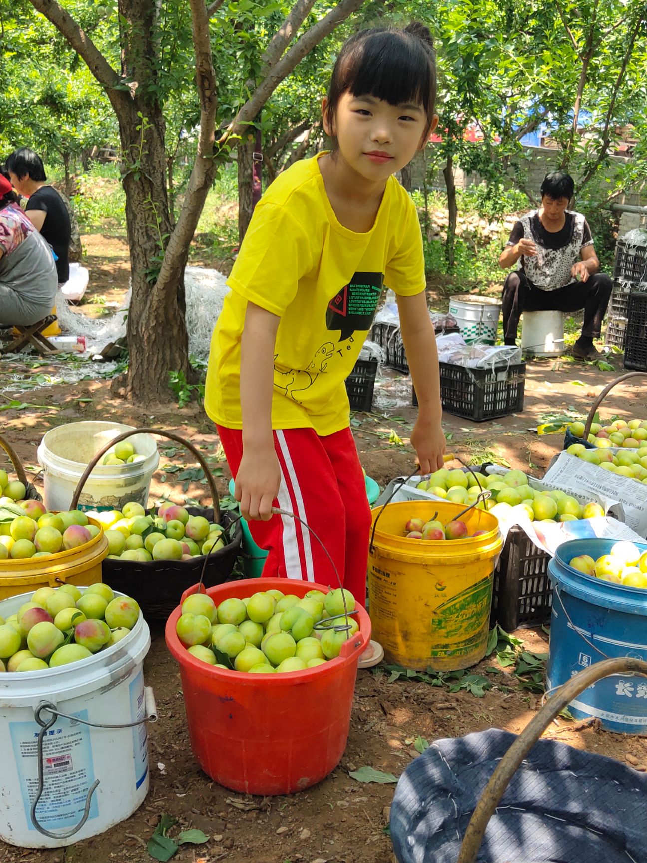 大石早生 35 - 40mm