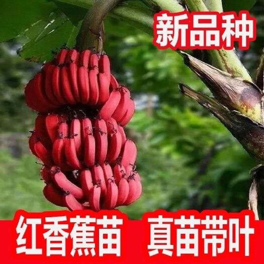 灵山县中蕉9号香蕉苗   正品红美人香蕉苗