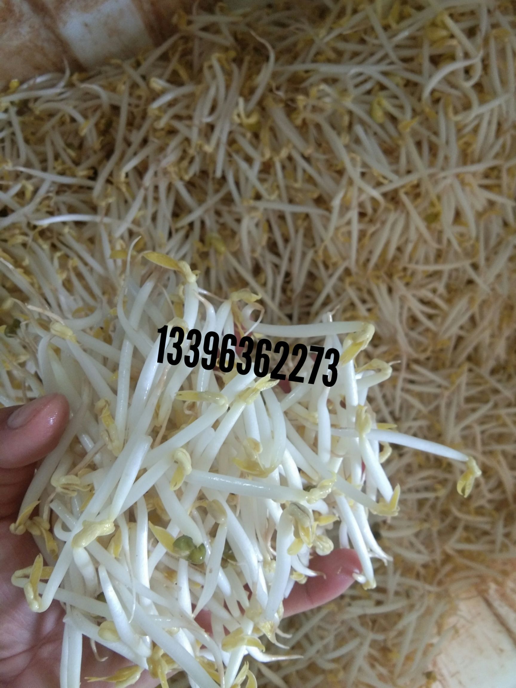  全自动大型商用豆芽机 上手就能操作，4天出菜