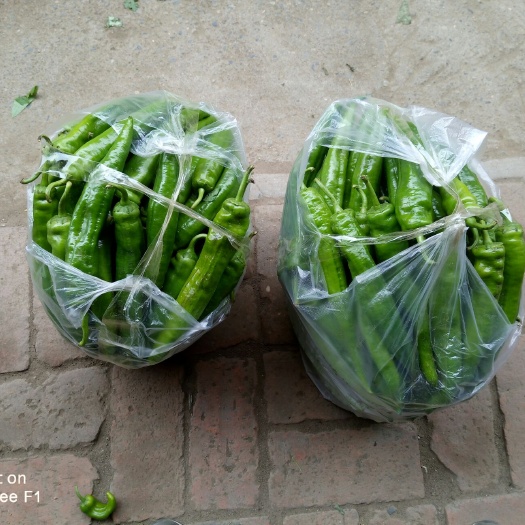 珲春市尖椒 5~10cm 微辣 靑色