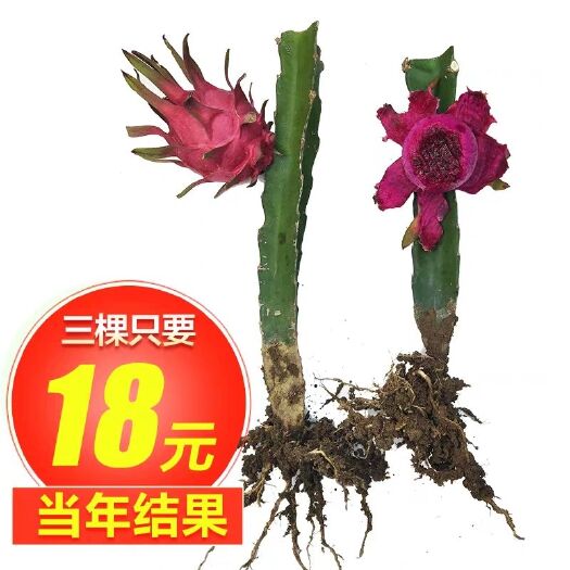 临沭县 红肉火龙果苗南方北方四季庭院阳台种植盆栽地栽红