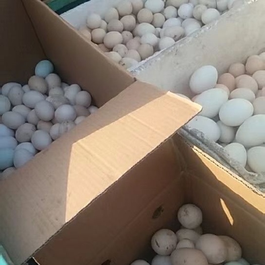 临邑县土鸡蛋 散养土鸡