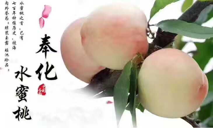 宁波奉化水蜜桃 预售奉化水密桃，正宗玉露桃
