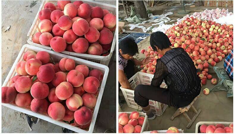 南阳水蜜桃 南阳瓦店桃园50亩现已开园望到园订购