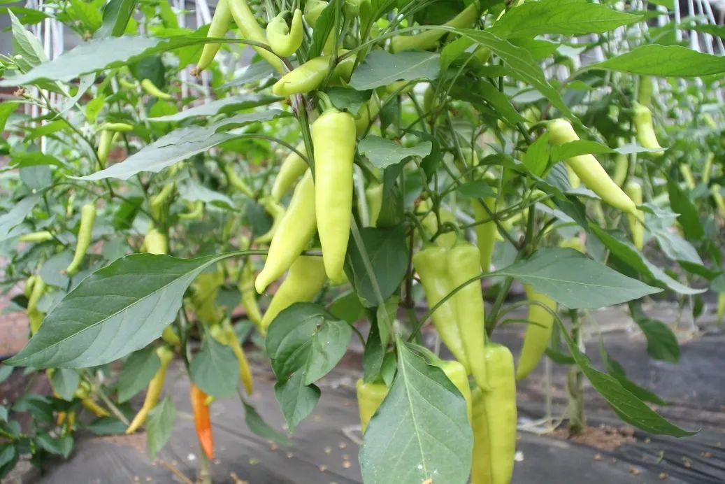 [水果辣椒批发] 降糖辣椒价格16元\/公斤 100公