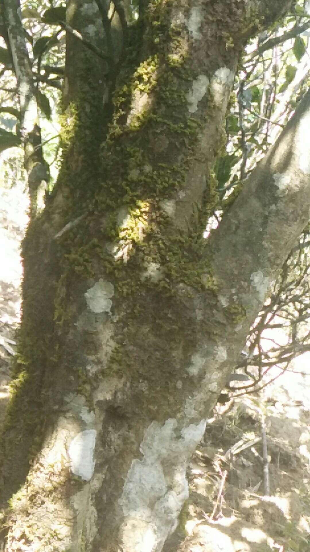 勐库古树茶 特级 散装