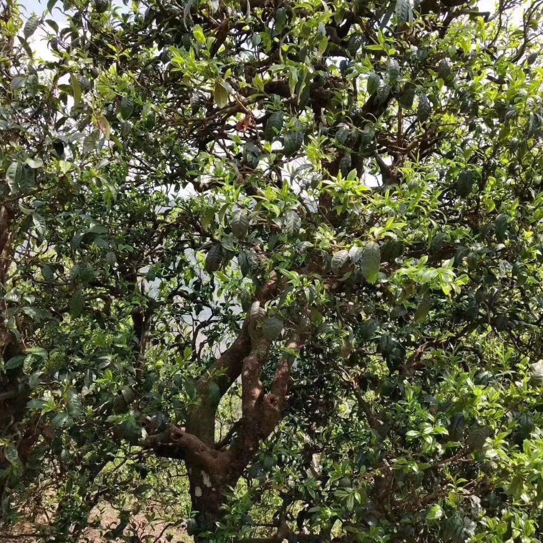 勐库古树茶 特级 散装
