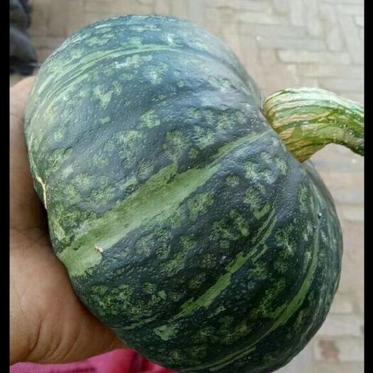 定边县 陕西定边郝滩板栗南瓜