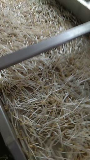  全自动大型商用豆芽机 上手就能操作，4天出菜