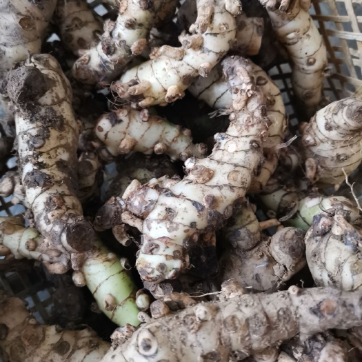 南丹县爬沙虫 水蜈蚣3块一条50条起发布包邮发顺丰快递。天麻128斤