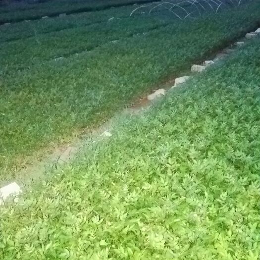 陆良县大红袍花椒苗  花椒树 红椒 青椒 大红袍