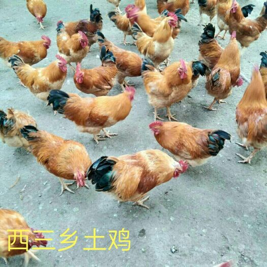 确山县土鸡 3-4斤 统货