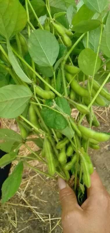 邳州市翠绿宝毛豆 邳州耕耘农业种植合作社