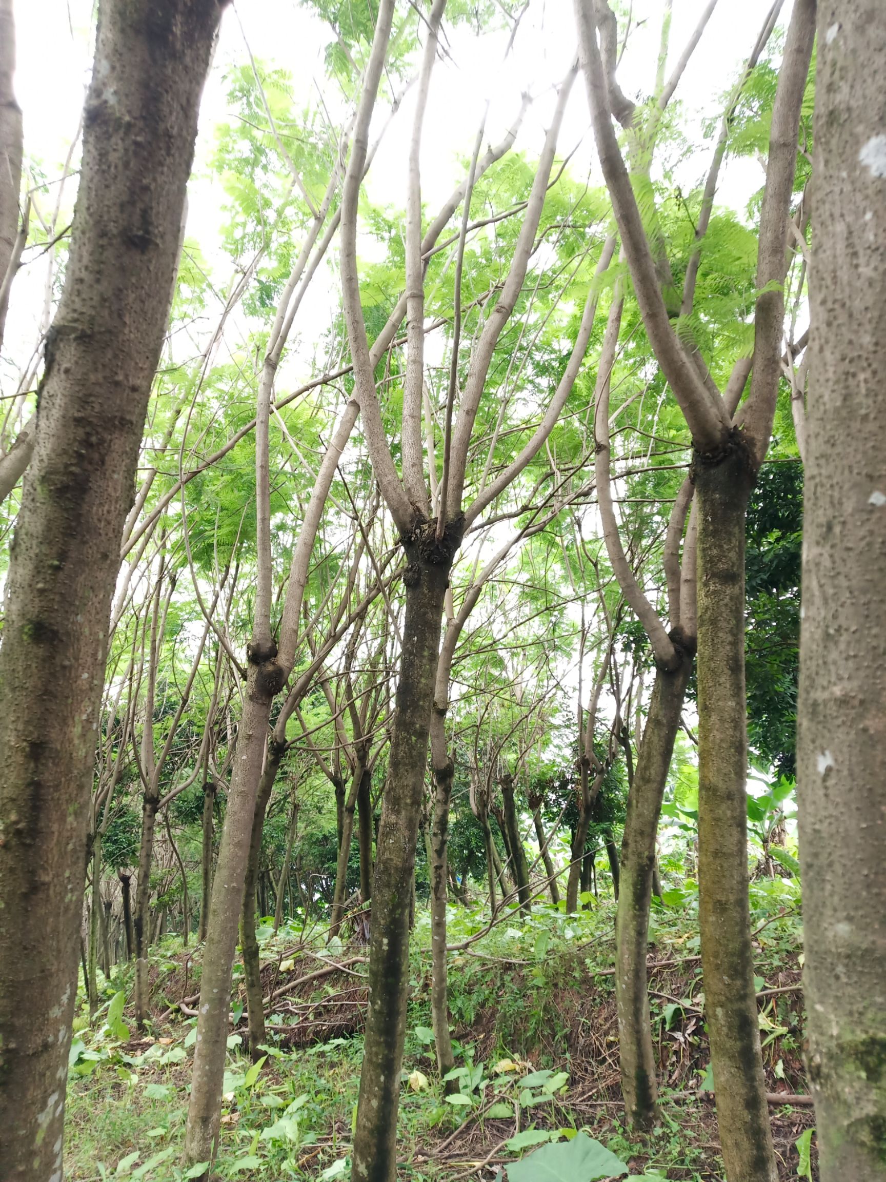 蓝花楹地苗，8-20公分，质优价廉