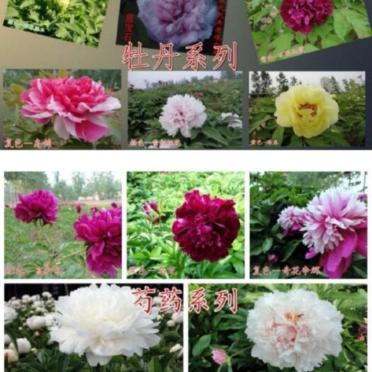 菏泽 出售观赏芍药，观赏牡丹花