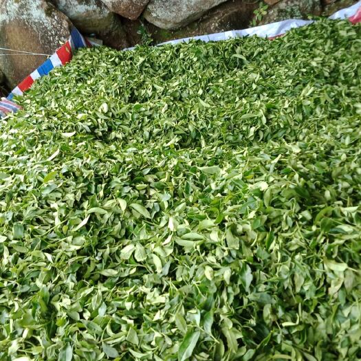大埔县高山乌龙茶 一级 袋装