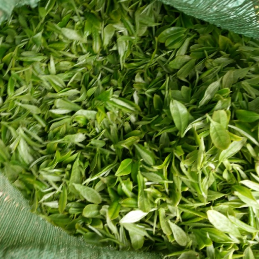 三江县高山绿茶 康熙年间的老茶树