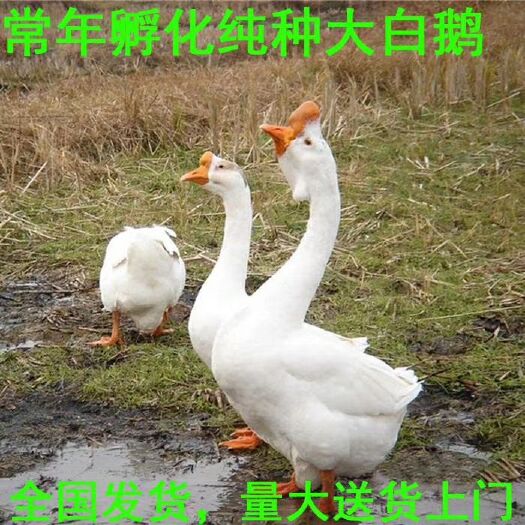 巨野县 各种优质鹅苗，送技术包回收，免费提供15天饲料，免费搭建鹅