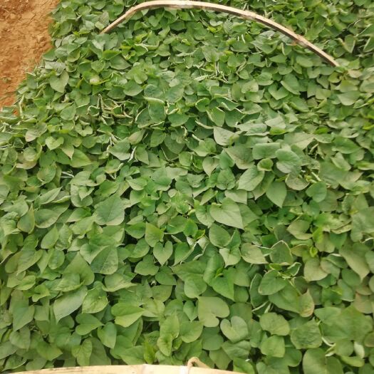 平邑县 济薯25红薯苗