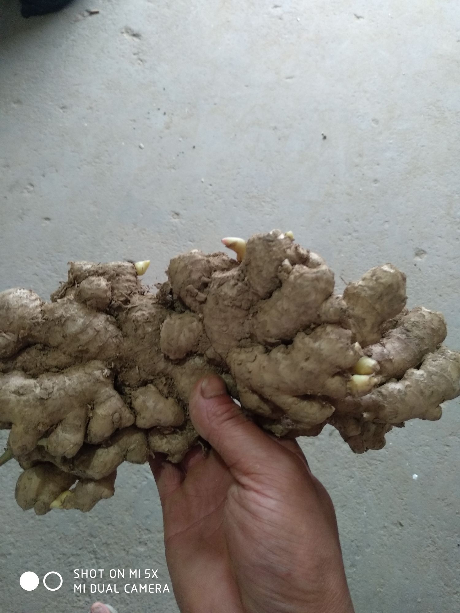  小黄姜，块大色好，