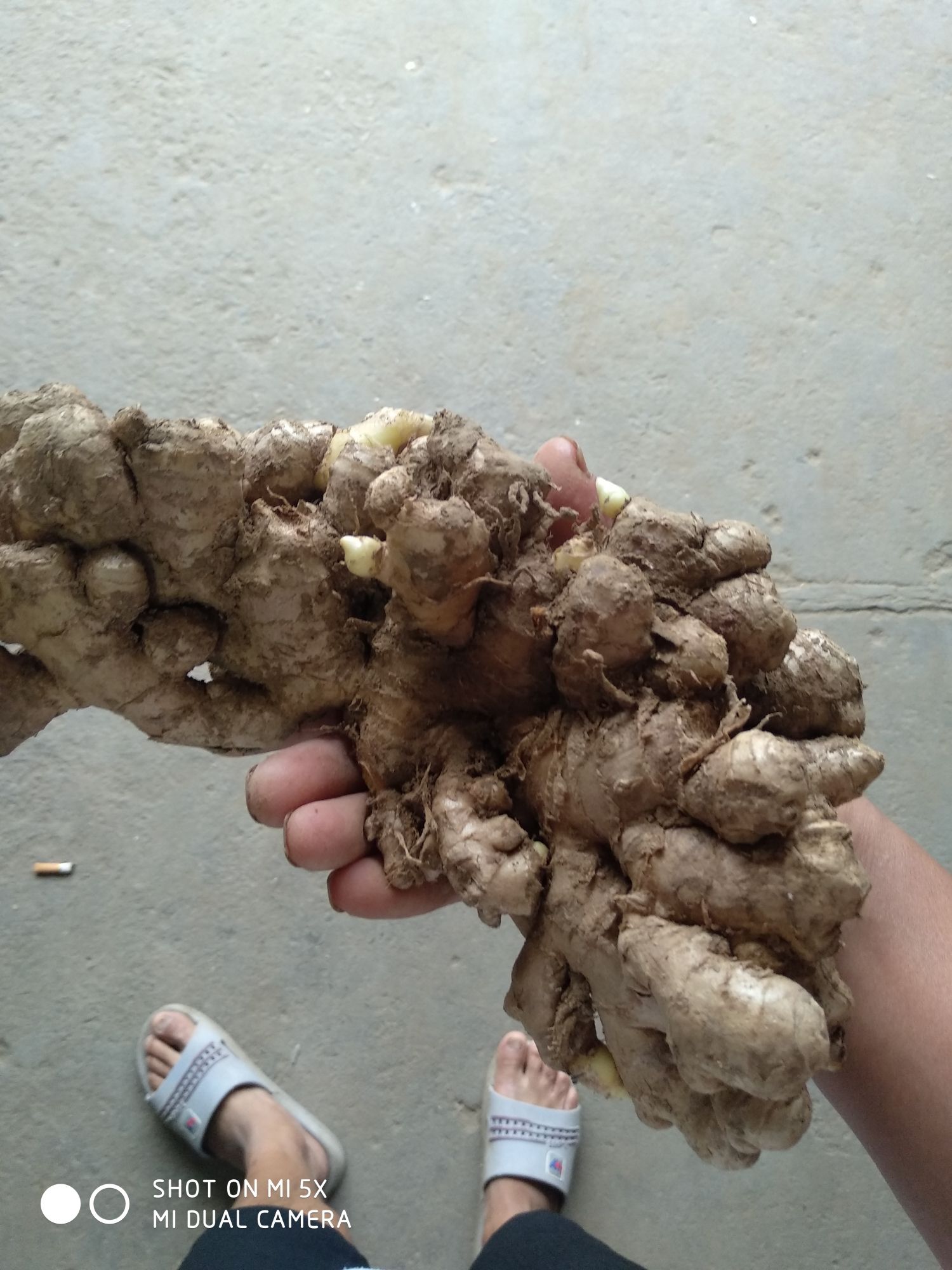  小黄姜，块大色好，