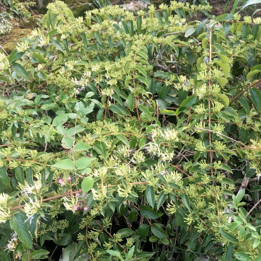 册亨县山银花