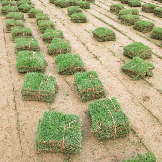 常宁市马尼拉草皮  大量出售马尼拉，草