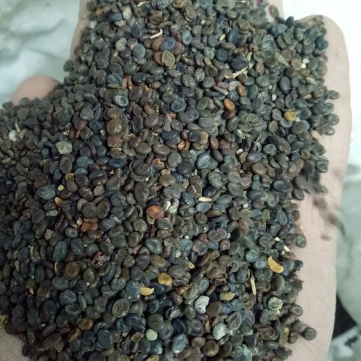 陇西县黄芪种子  还有谁想了解黄芪