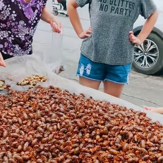 肥城市 出售金蝉