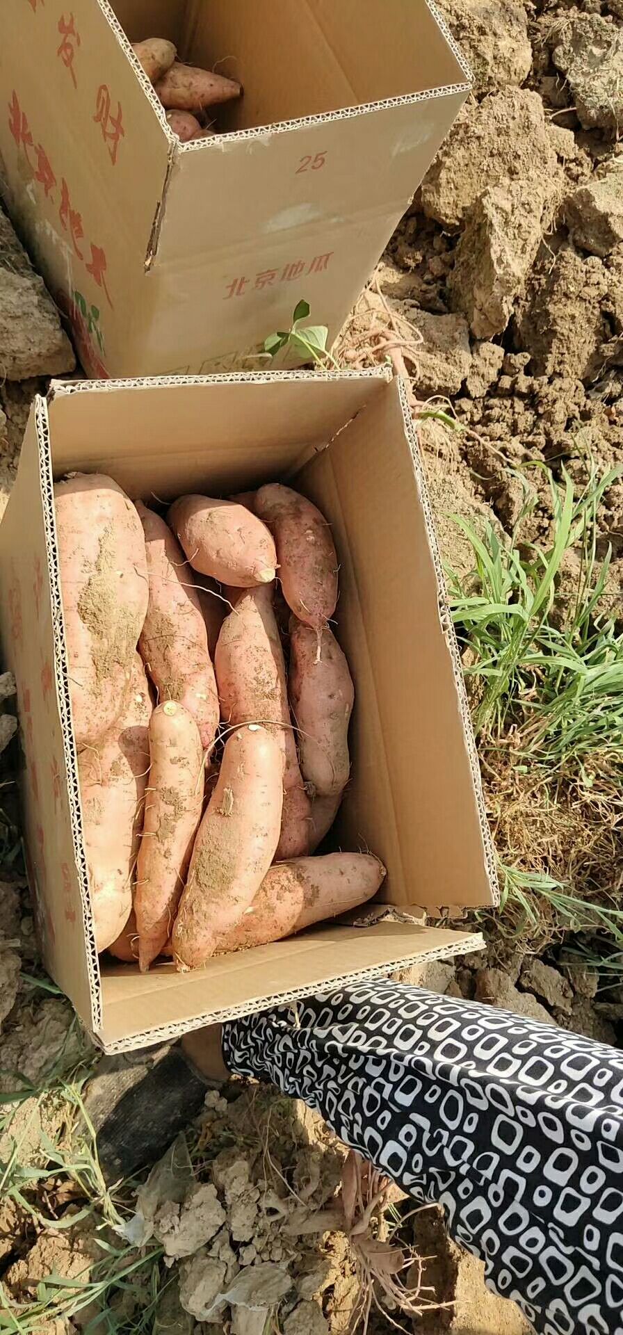 [龙薯批发] 红薯 龙薯九号价格21元/斤 