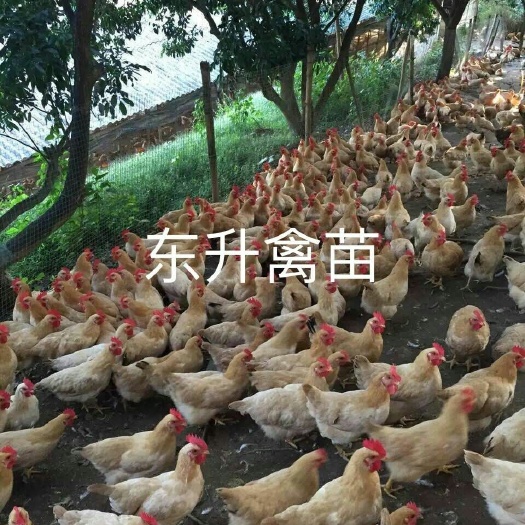 南宁 三黄鸡苗