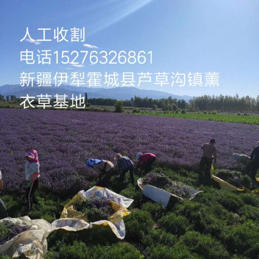 霍城县伊犁霍城县芦草沟薰衣草干花