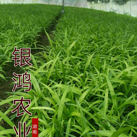 安化县 顺风包邮白芨苗子，买苗子免费提供技术