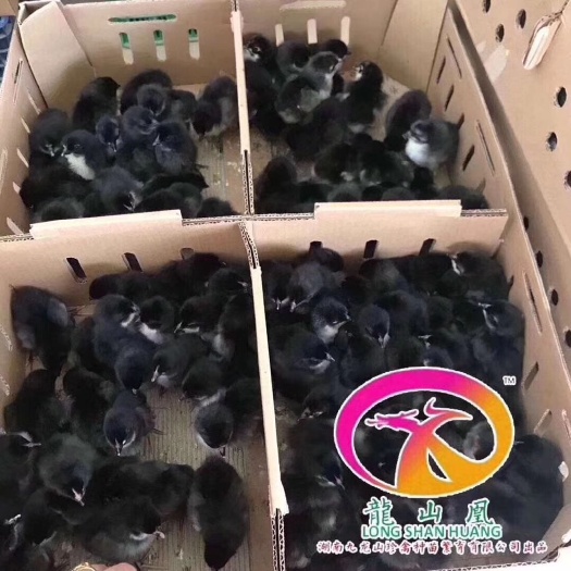 莒县旧院黑鸡鸡苗  五黑绿壳蛋鸡苗