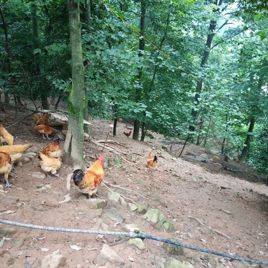 重庆市土鸡 高山纯粮食喂养油黄君大质量保证