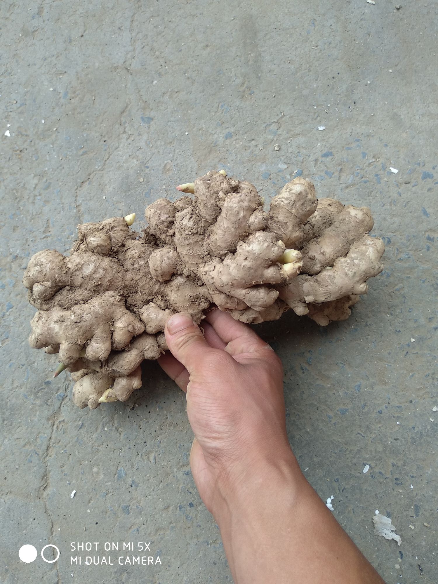  小黄姜，块大色好，