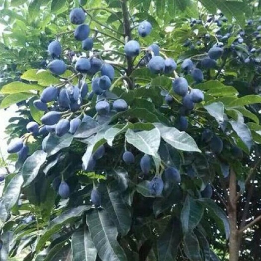 灵山县黑橄榄苗 嫁接苗，提前4年结果，也叫油橄榄，可榨油、可做榄角