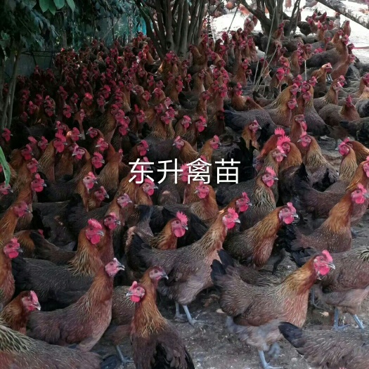 南宁 血毛土鸡苗