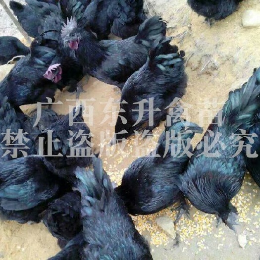南宁 快大型乌骨鸡苗